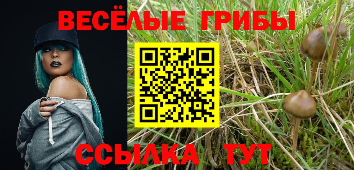 Волгоград  Псилоцибиновые грибы Psilocybe  Вход с VPN 